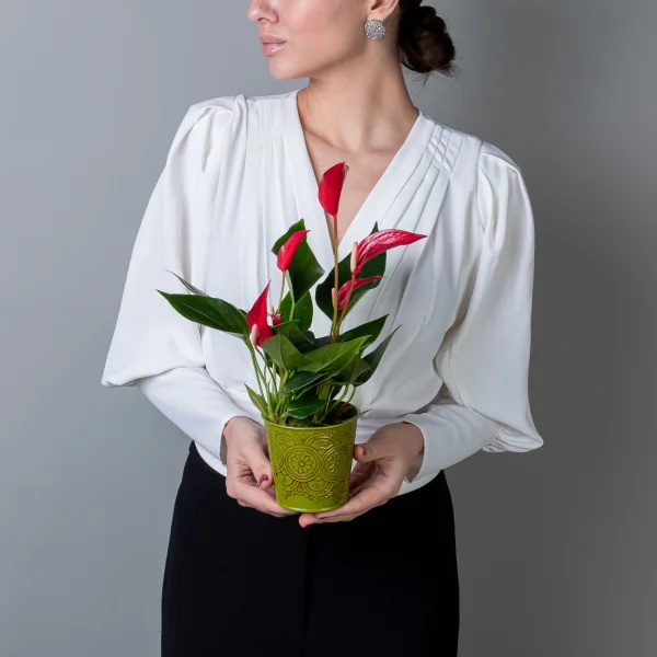 Антуриум андрианум Лилли красный в зеленом цинковом кашпо_2