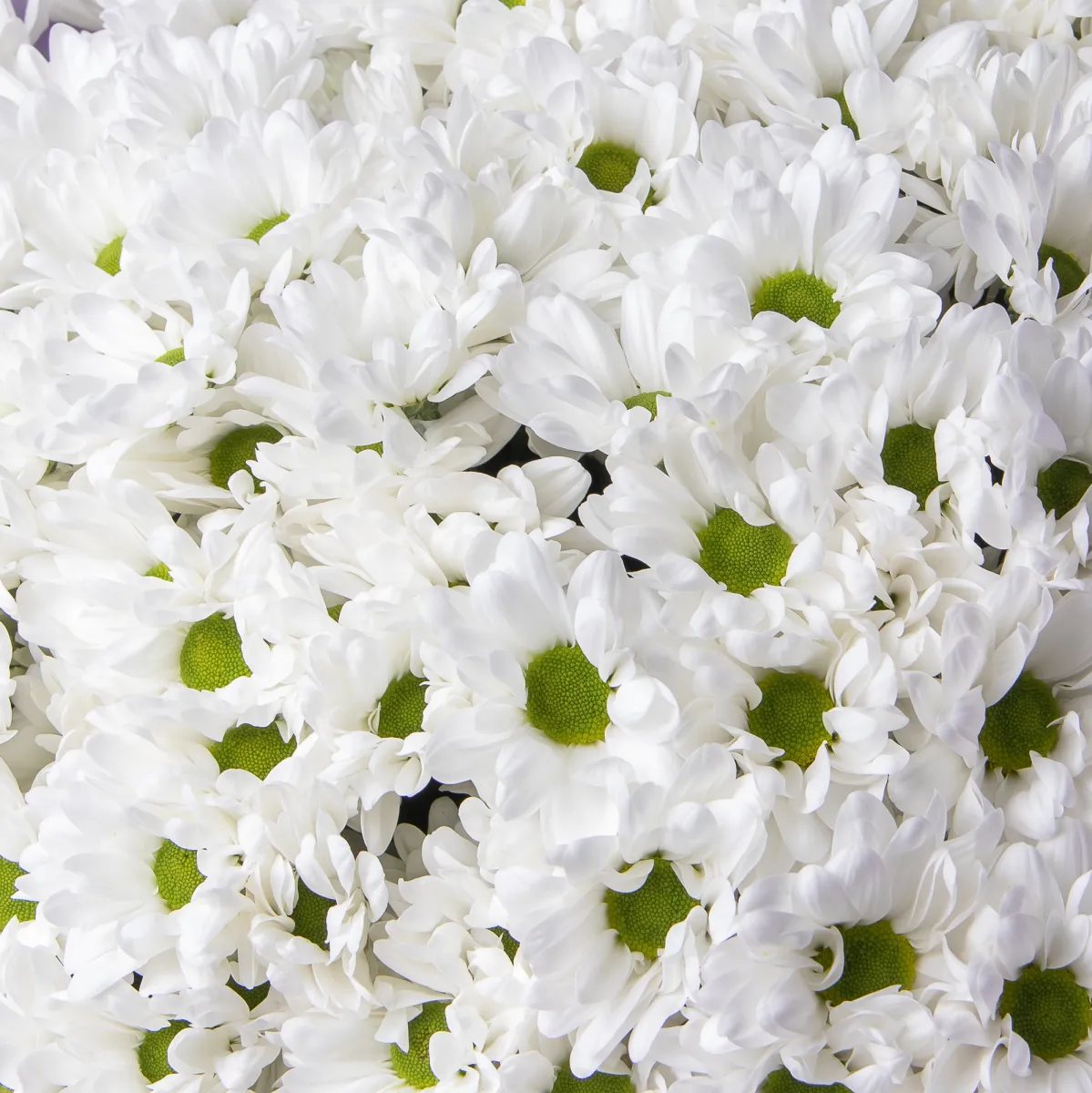 Флористический букет "Огромный букет из хризантемы"_4