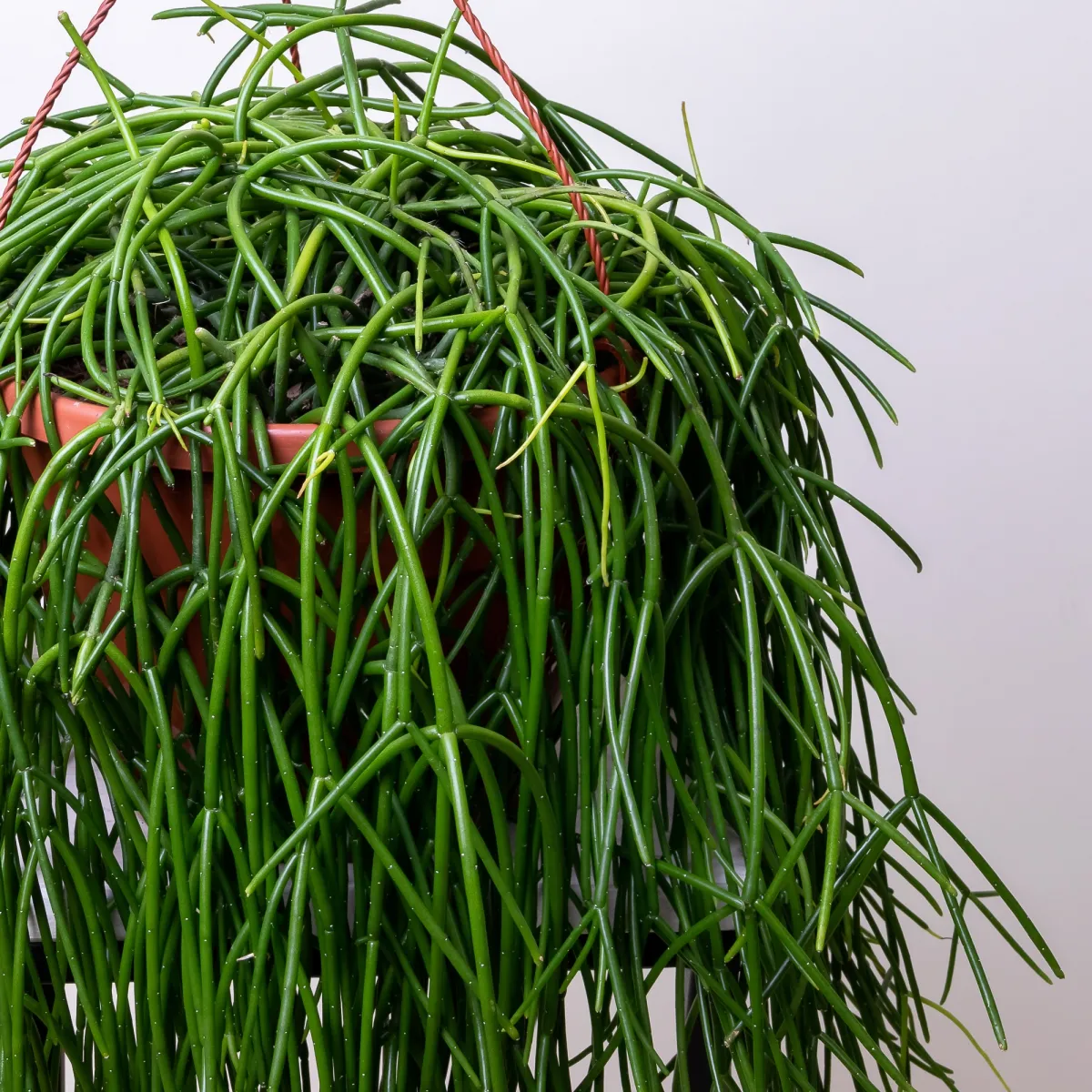 Рипсалис Микс подвесной7