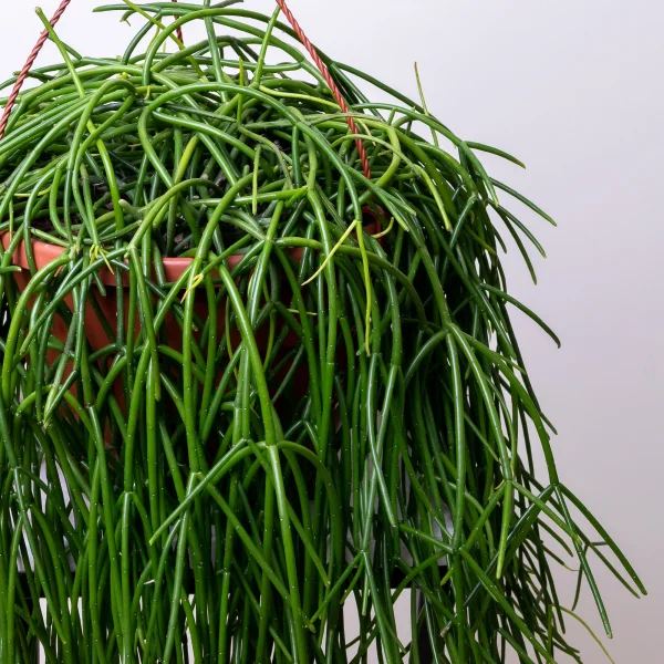 Рипсалис Микс подвесной7