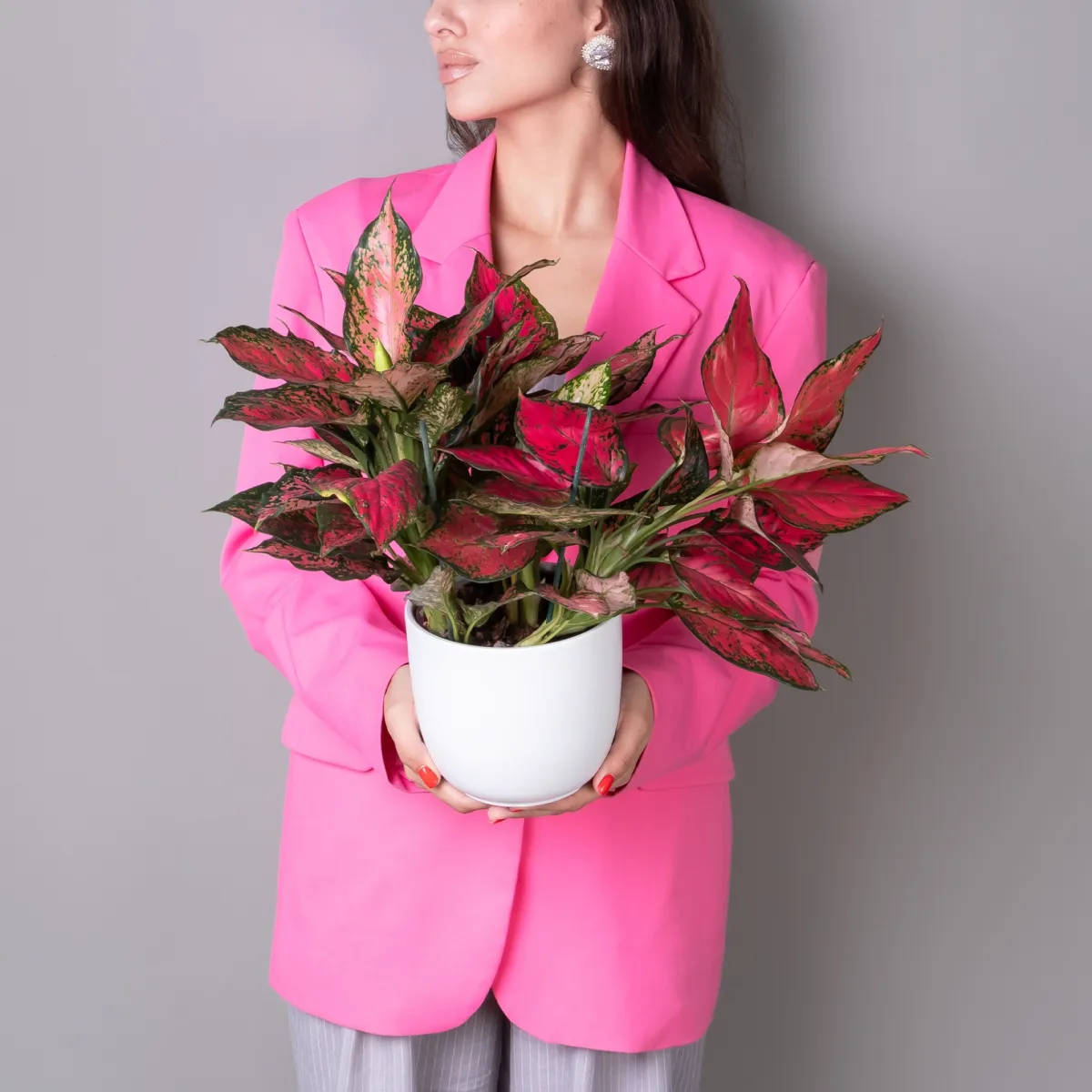 Аглаонема Фулл Ред К_2