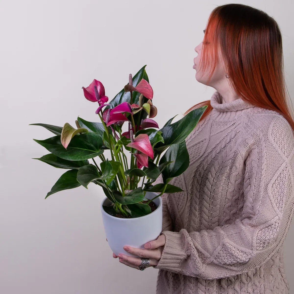 Антуриум андрианум Карма пурпурный2