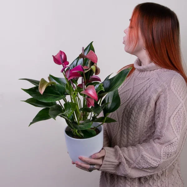 Антуриум андрианум Карма пурпурный2