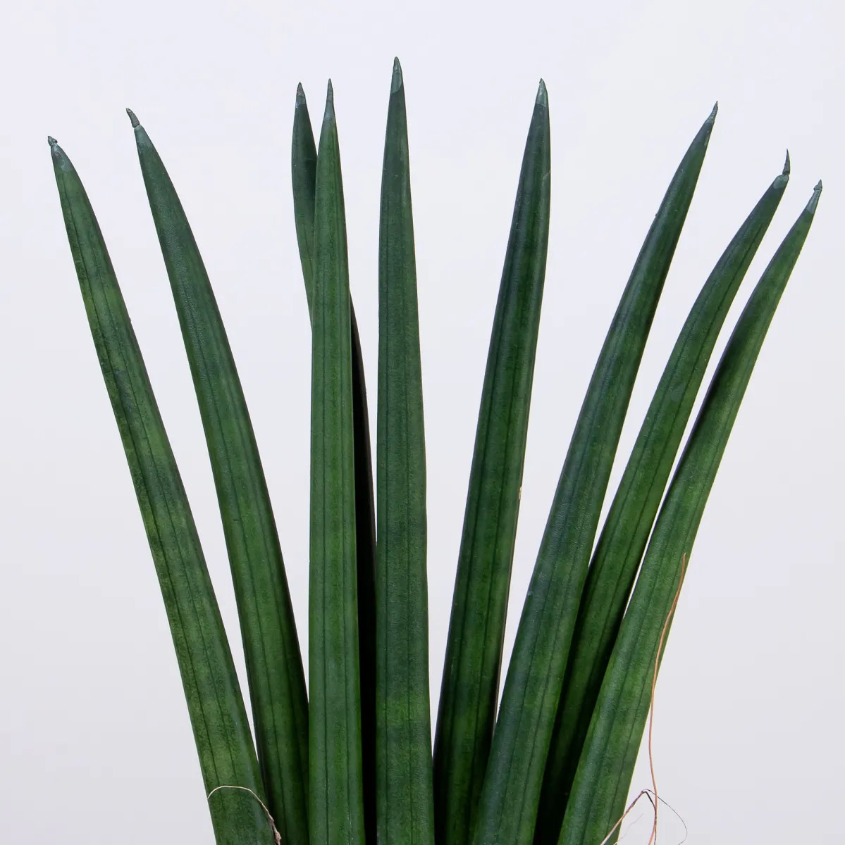 Сансевиерия цилиндрическая3