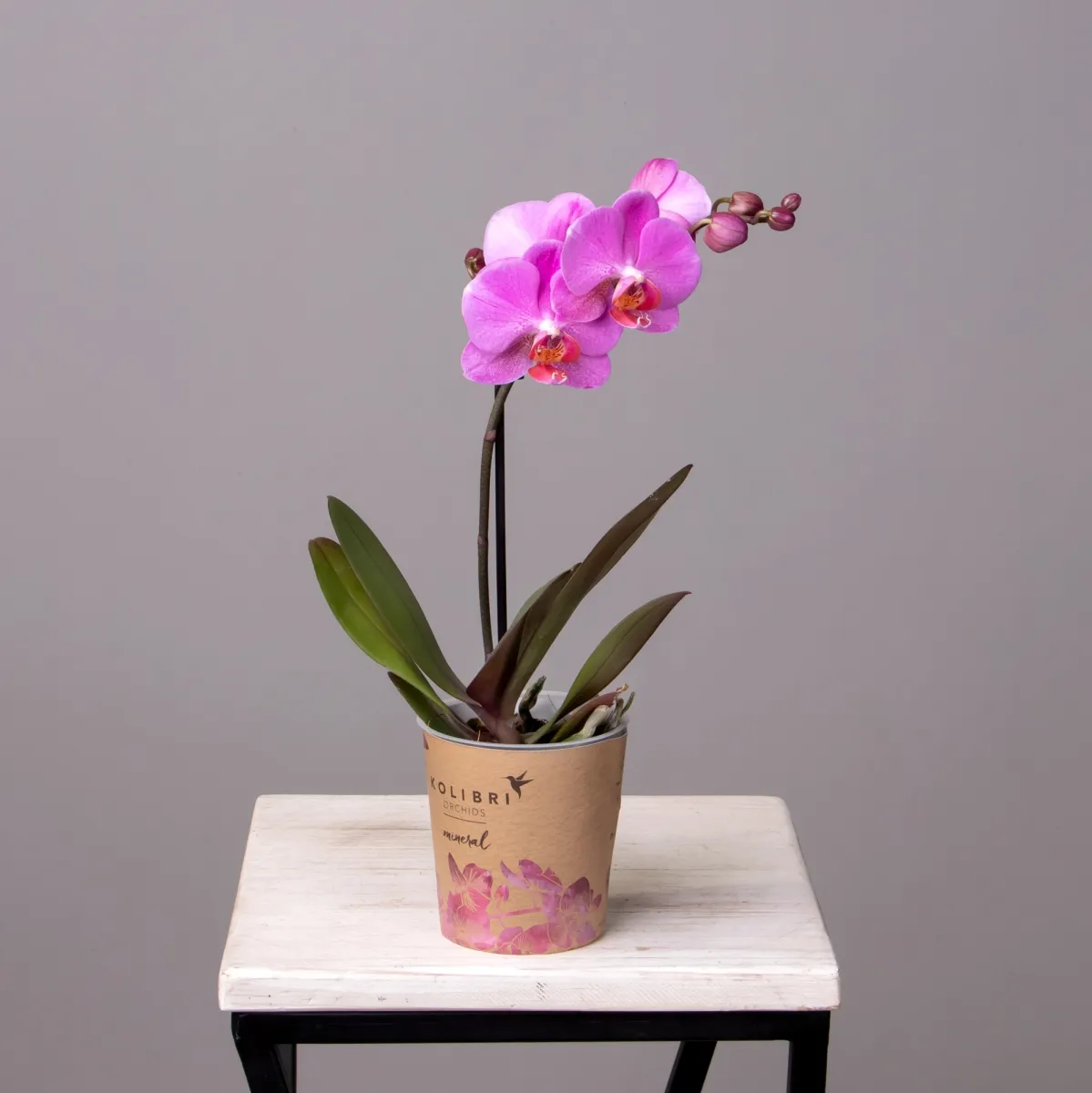 Фаленопсис Литл Колибри Малиновый 1ст._4