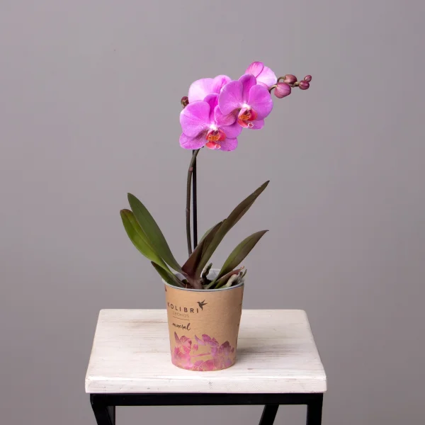 Фаленопсис Литл Колибри Малиновый 1ст._4