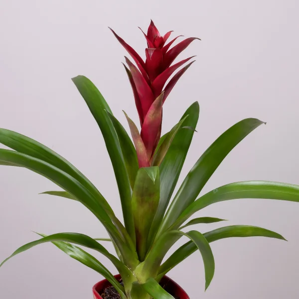 Гузмания Бордовая в керамике_3