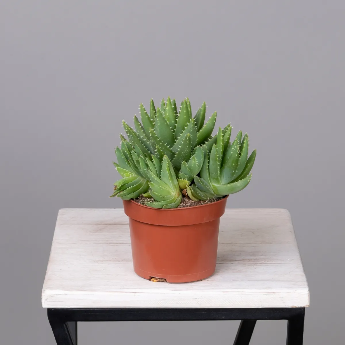 Алоэ Бревифолия_4