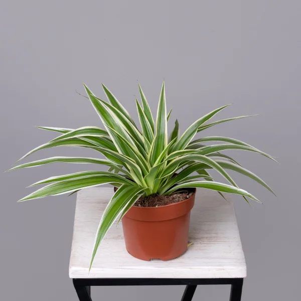 Хлорофитум Ириш_4