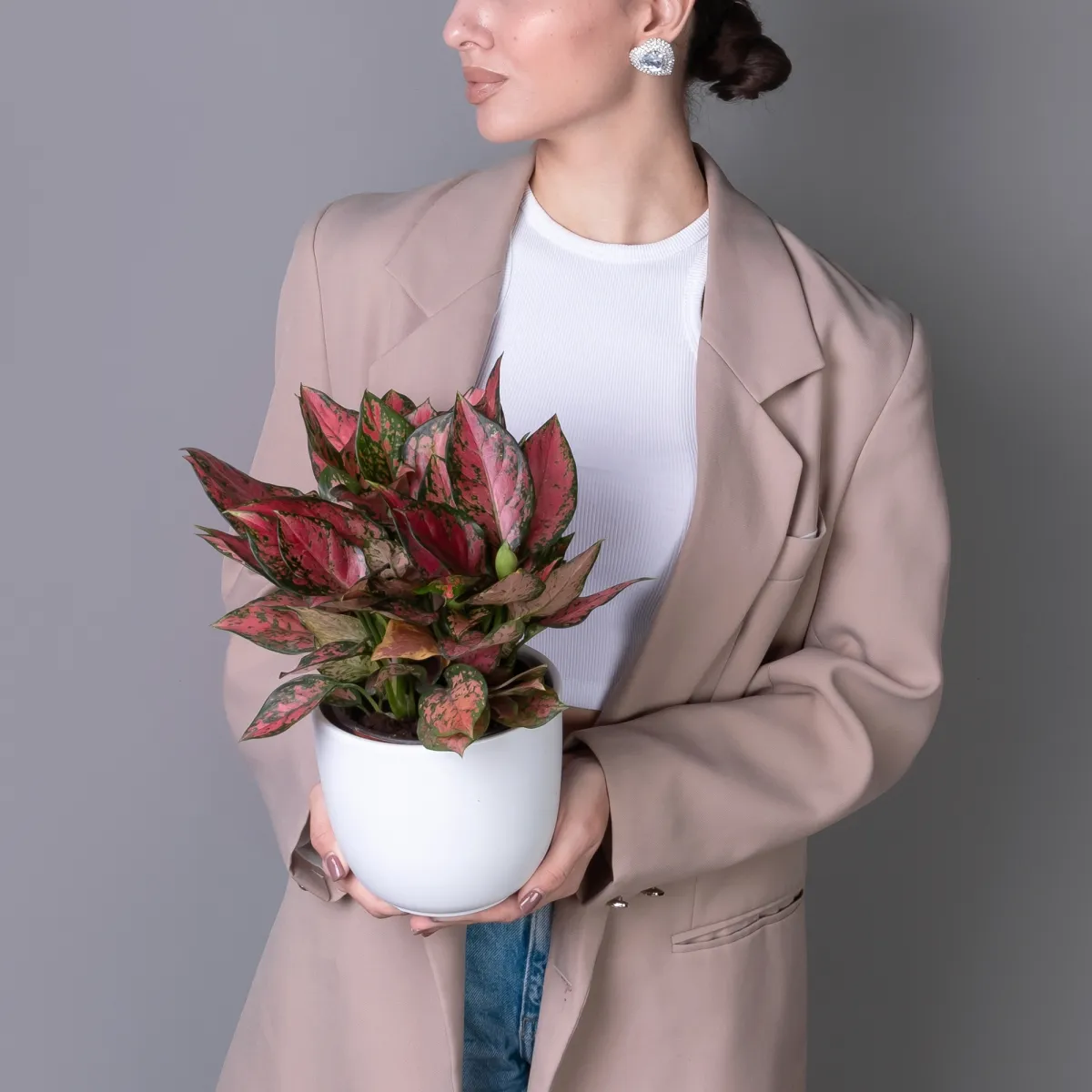 Аглаонема Ред Энджел К_2