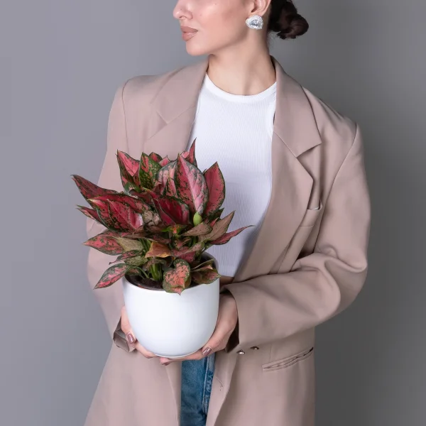 Аглаонема Ред Энджел К_2