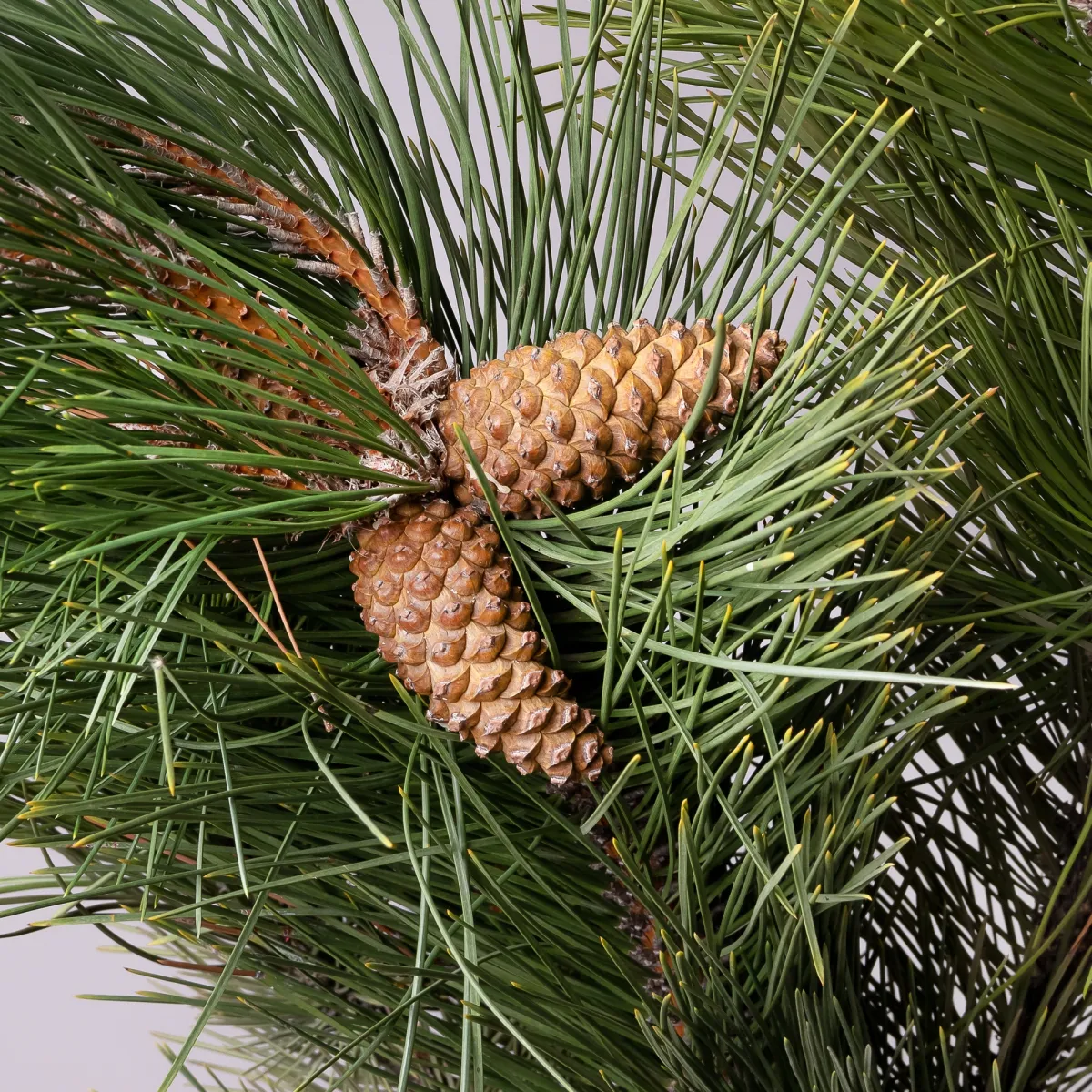 Букет Пинус "Зеленый"_4