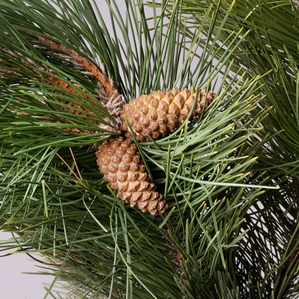 Букет Пинус "Зеленый"_4