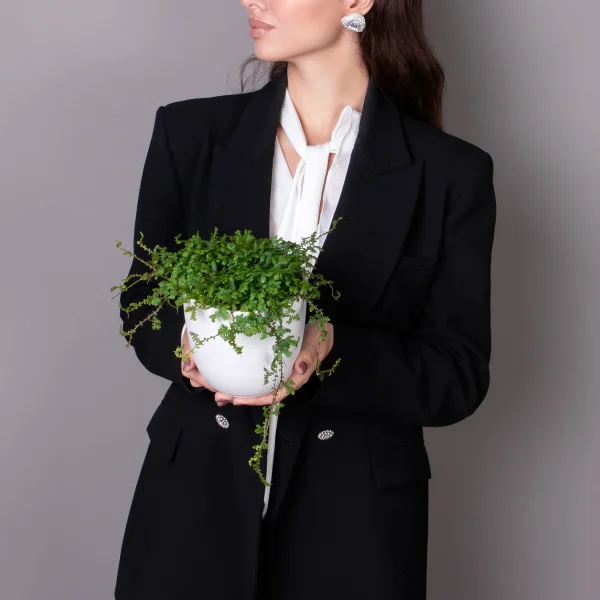 Селагинелла Пикок_2