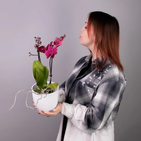 Фаленопсис Мультифлора Бордо 2 ст_2