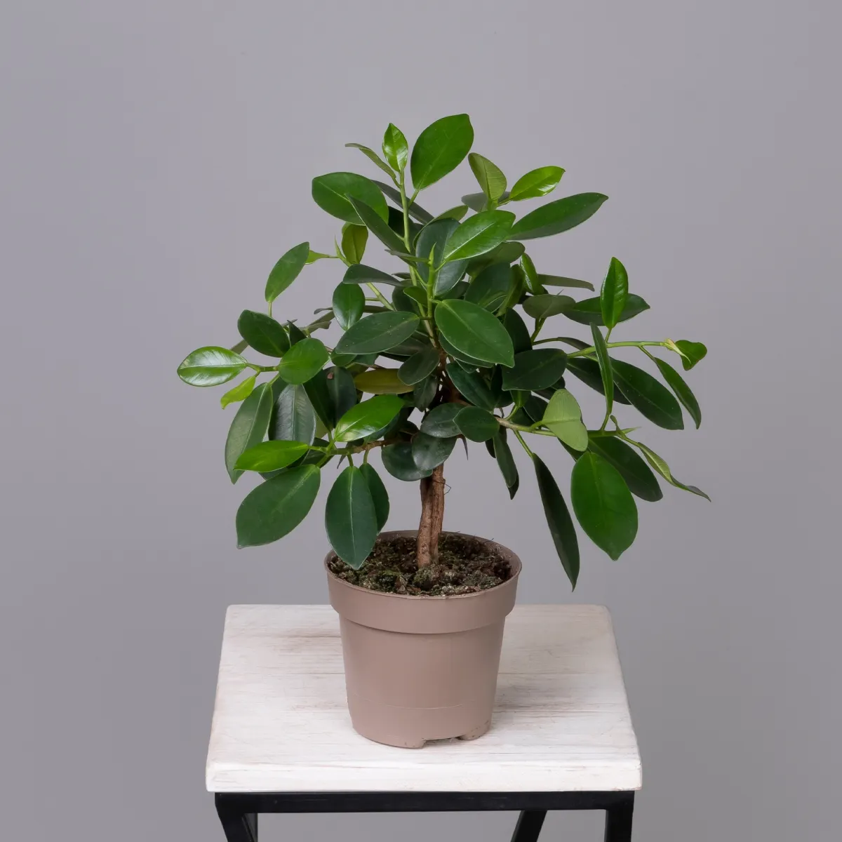 Фикус Майя переплетенный_4