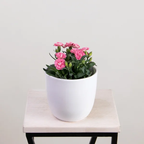 Гвоздика Оскар Микс1