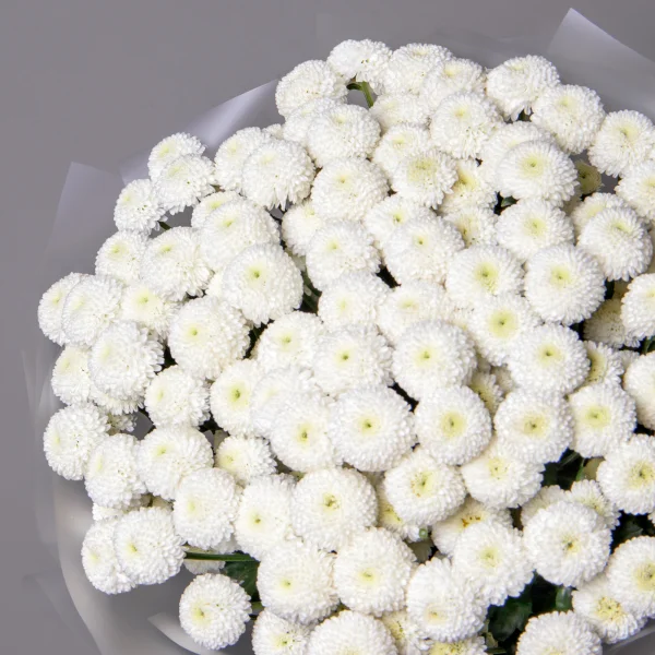 Букет Хризантема кустовая "Ньютон"_3