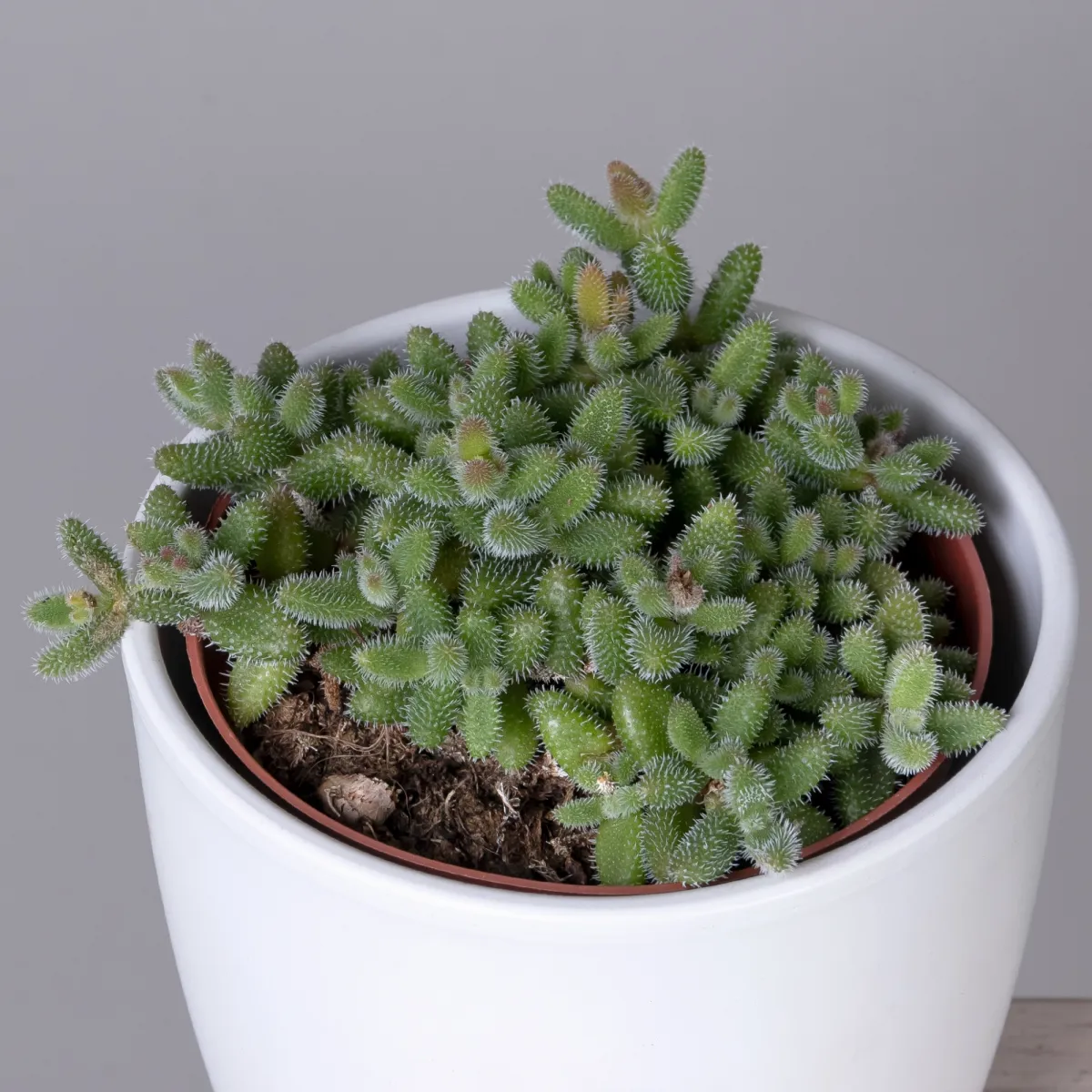 Делосперма Эхинатум_3