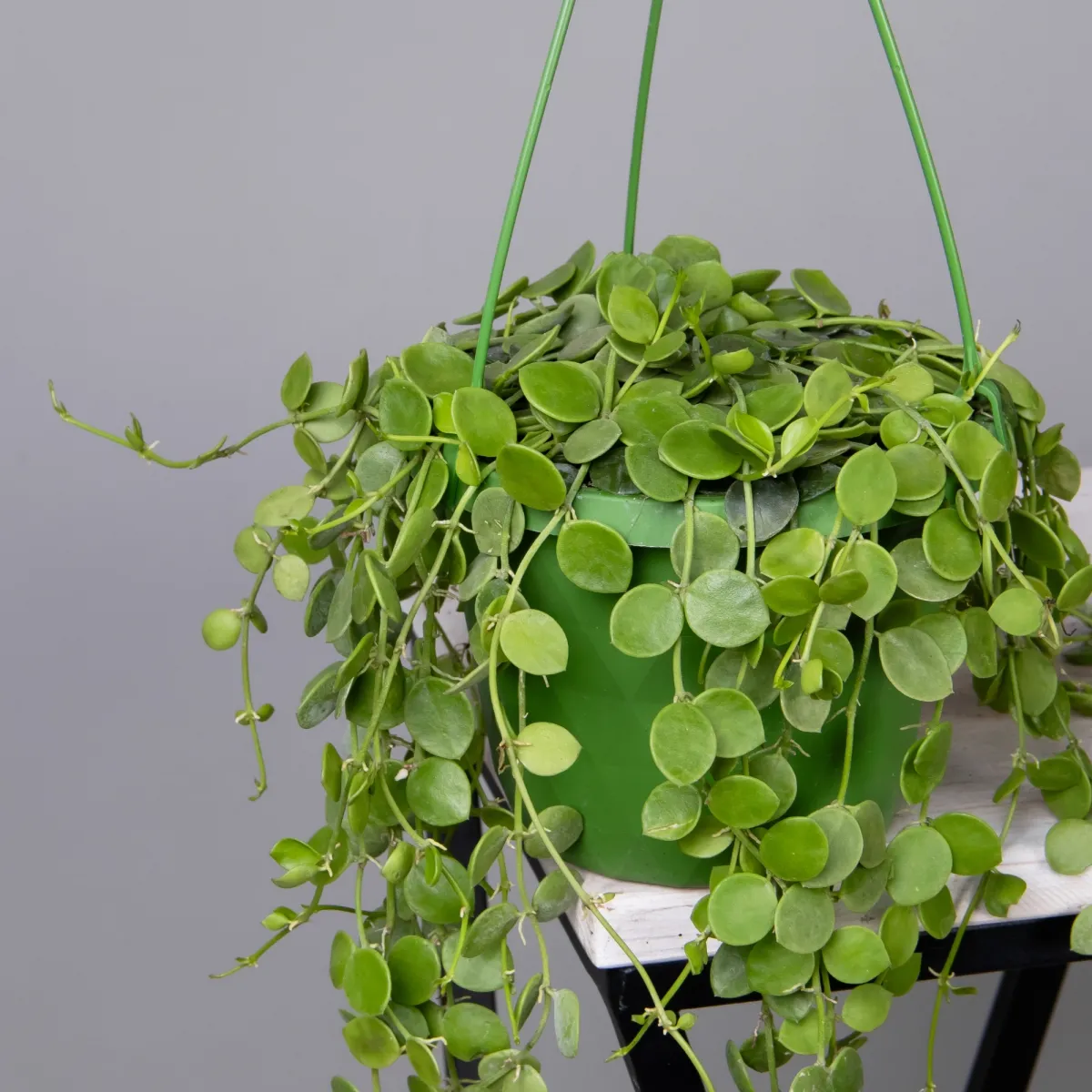 Дисхидия Подвесная_3