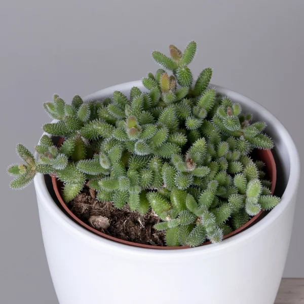 Делосперма Эхинатум_3