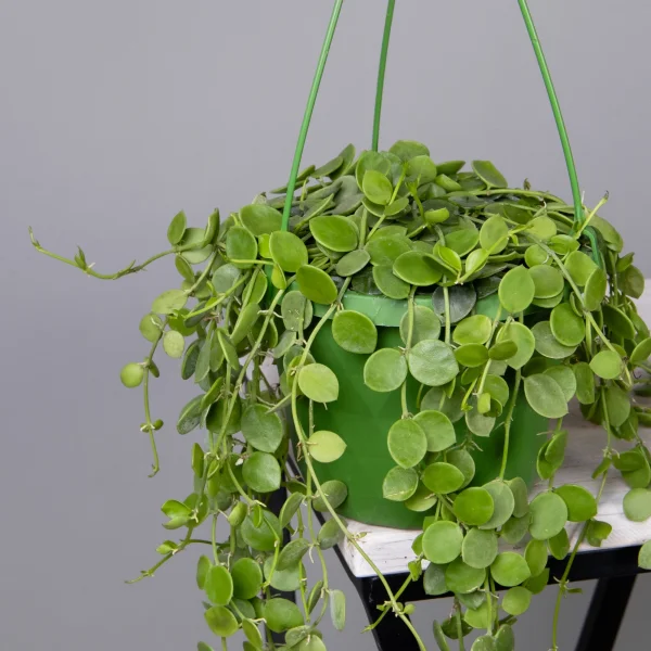 Дисхидия Подвесная_3