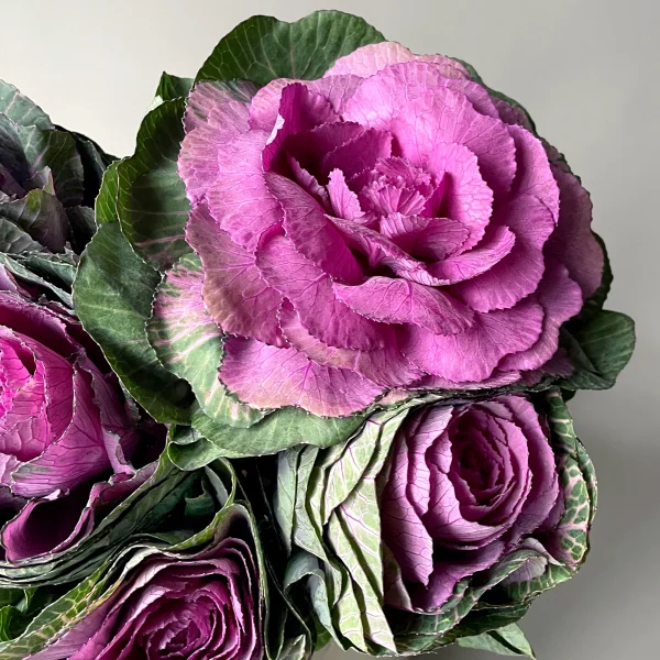 Брассика "Красная"_3