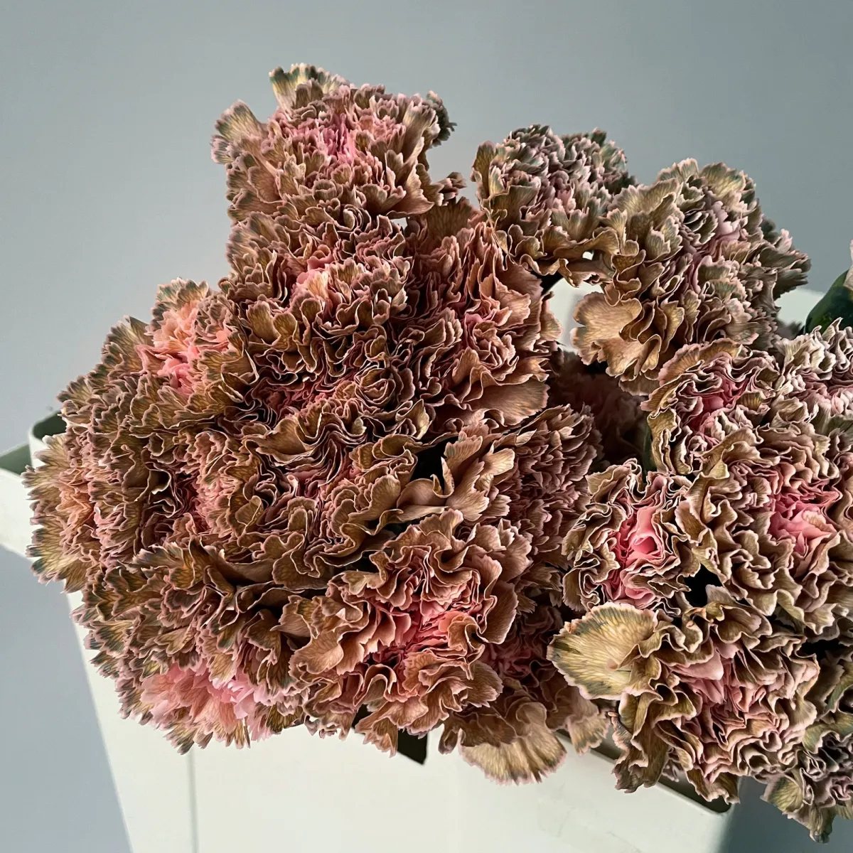 Гвоздика "ПадиДарк"_3