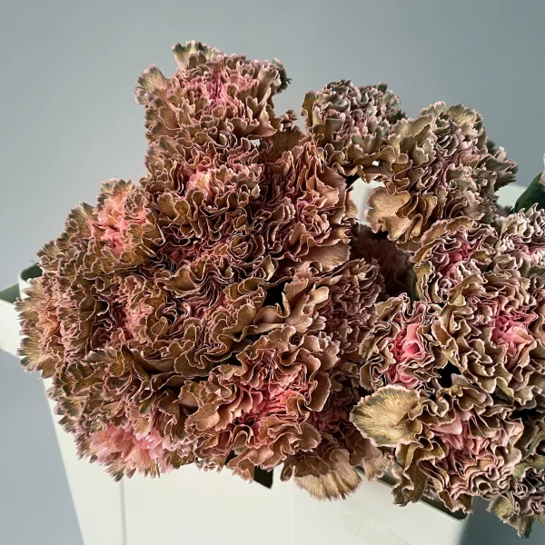 Гвоздика "ПадиДарк"_3