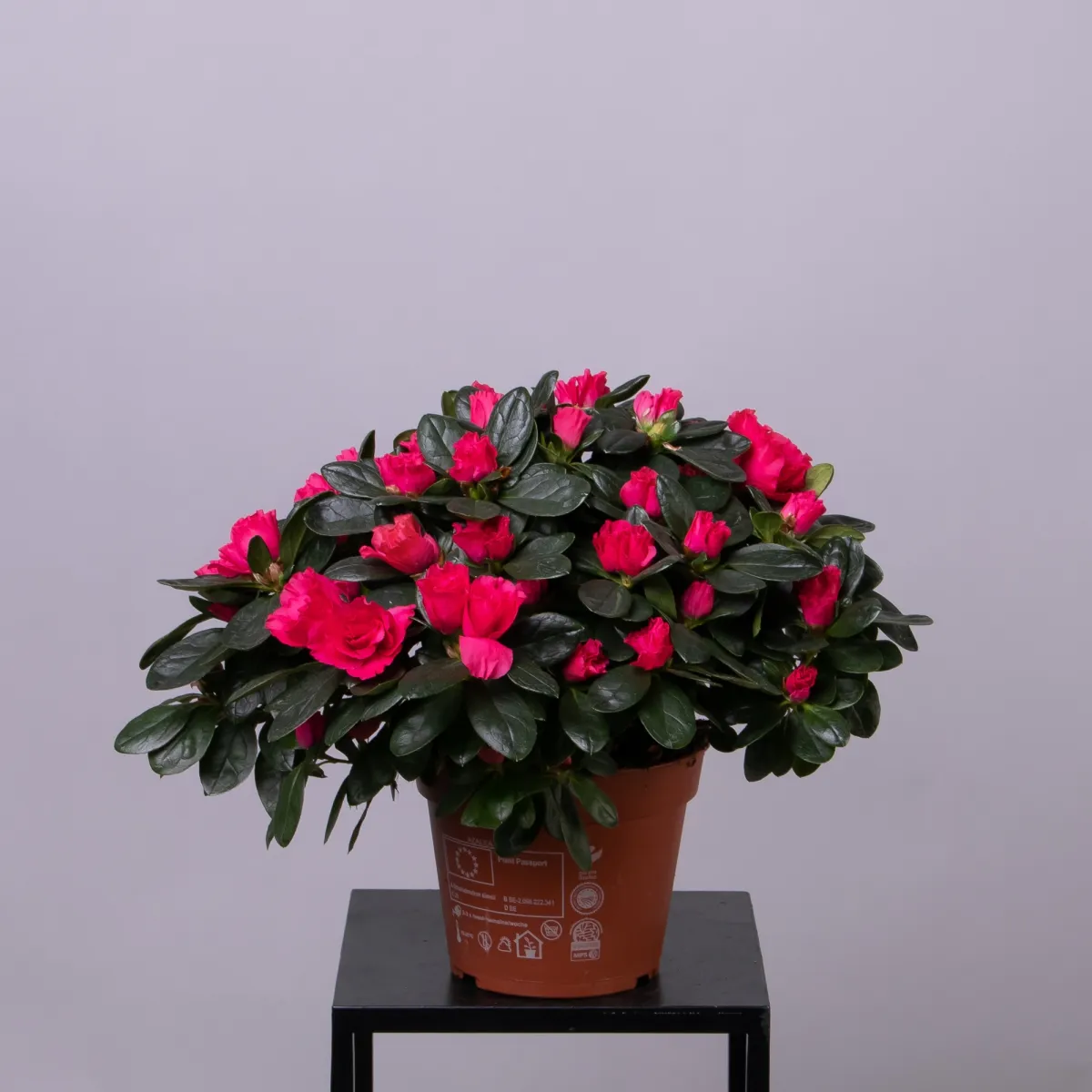 Азалия Индика Красная