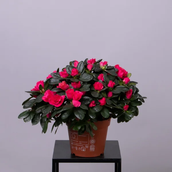 Азалия Индика Красная