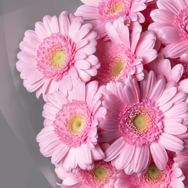 Букет Гермини "Петтикоат"_4