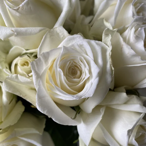 Роза "Айсбрейкер"