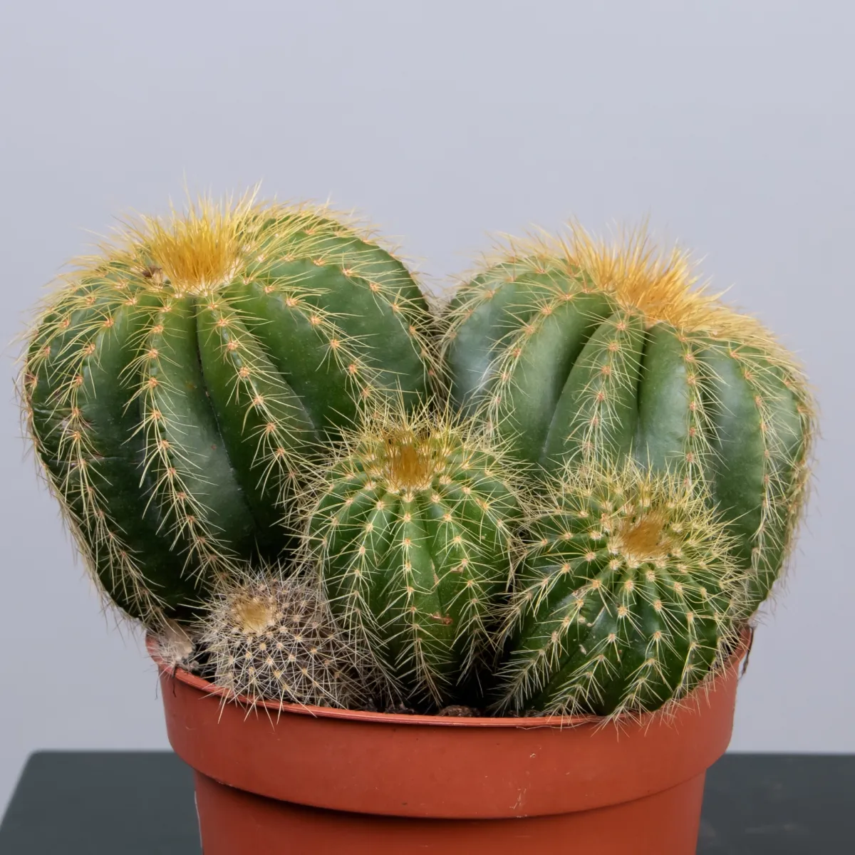 Эриокактус Вараси