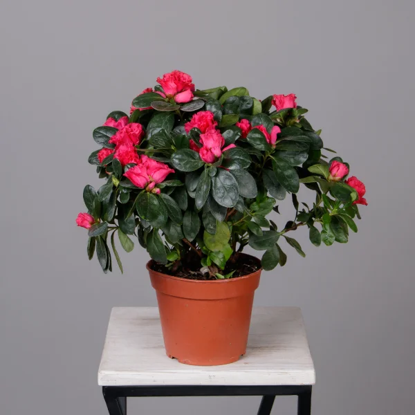 Азалия Фландрес Красная_4