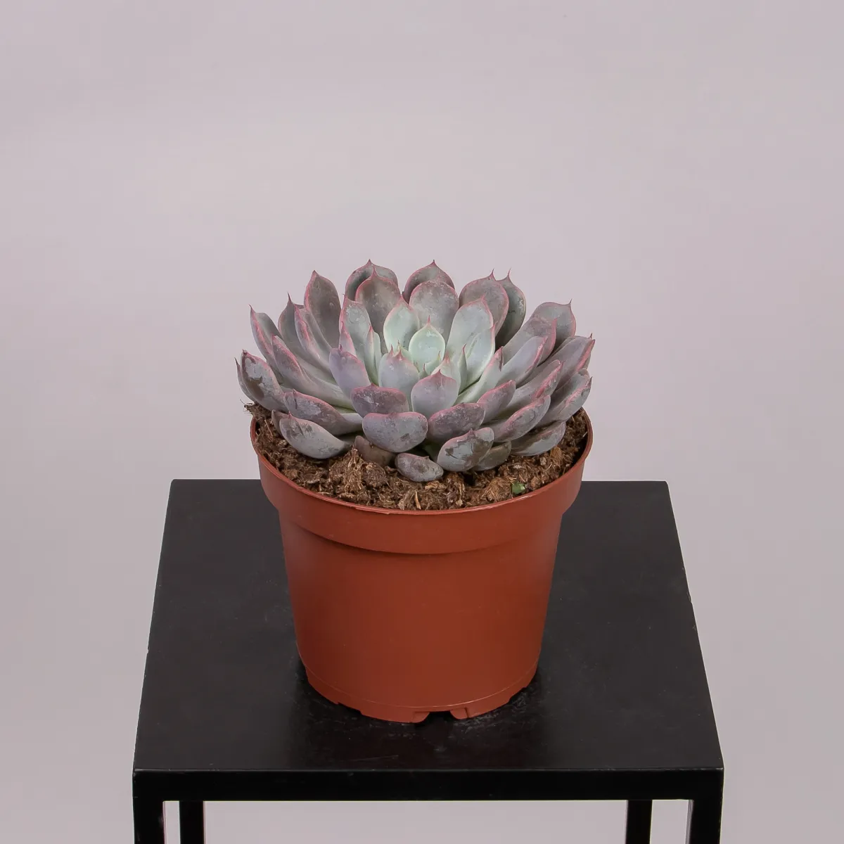 Эхеверия Росеа_4