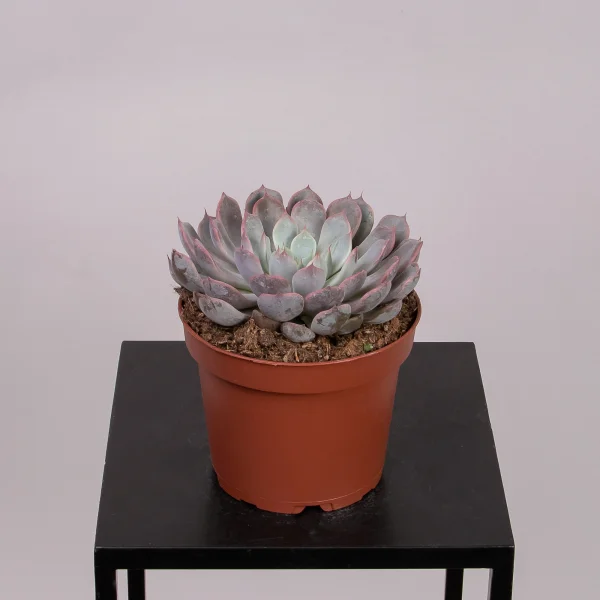 Эхеверия Росеа_4