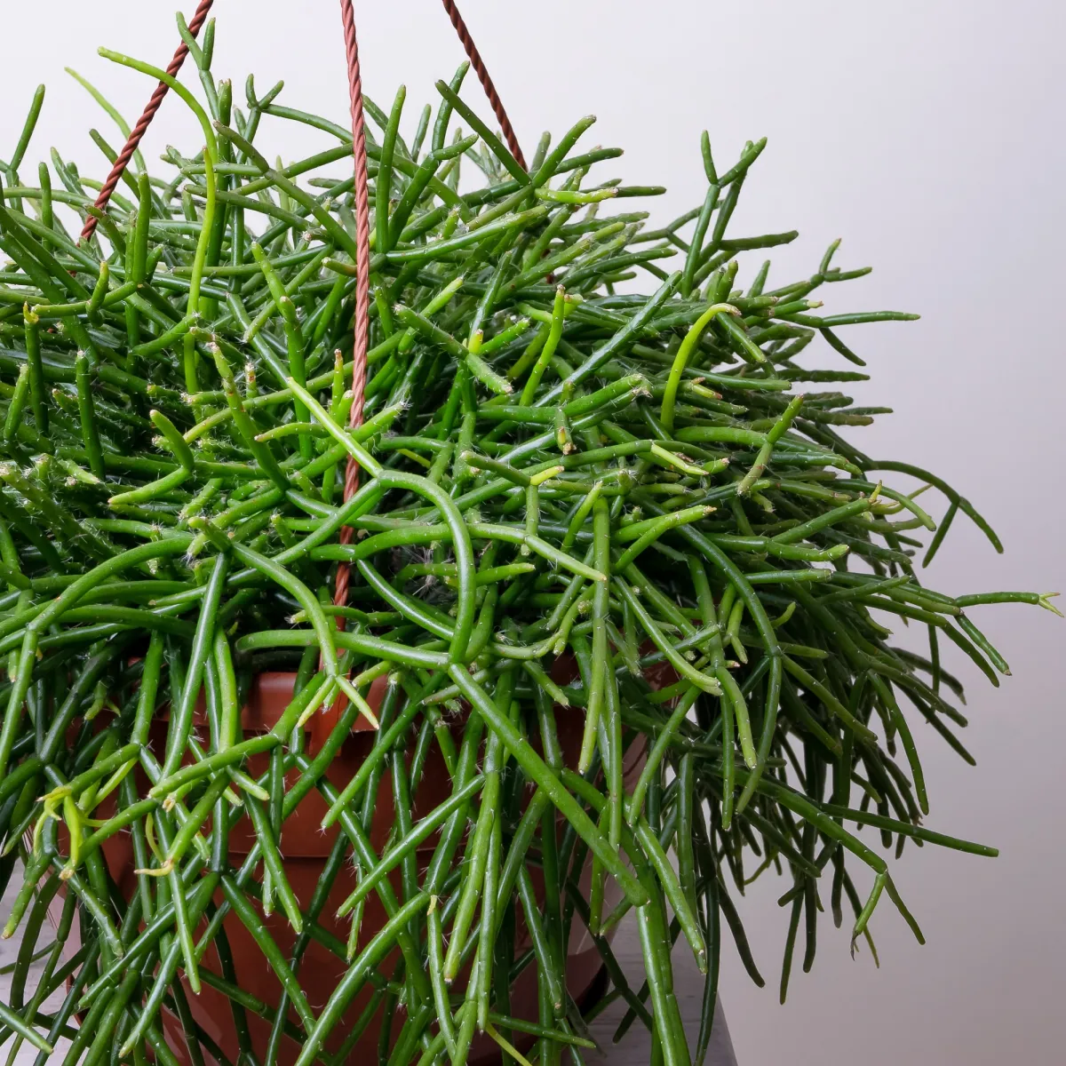 Рипсалис Микс подвесной91