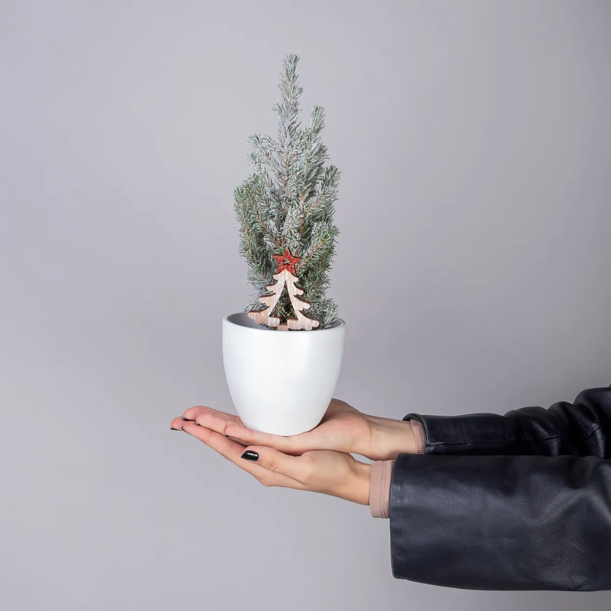 Ель канадская Коника в новогодней упаковке PTK24306_2