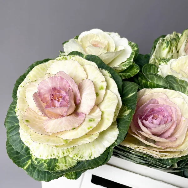 Брассика "Крейн Биколор"_3