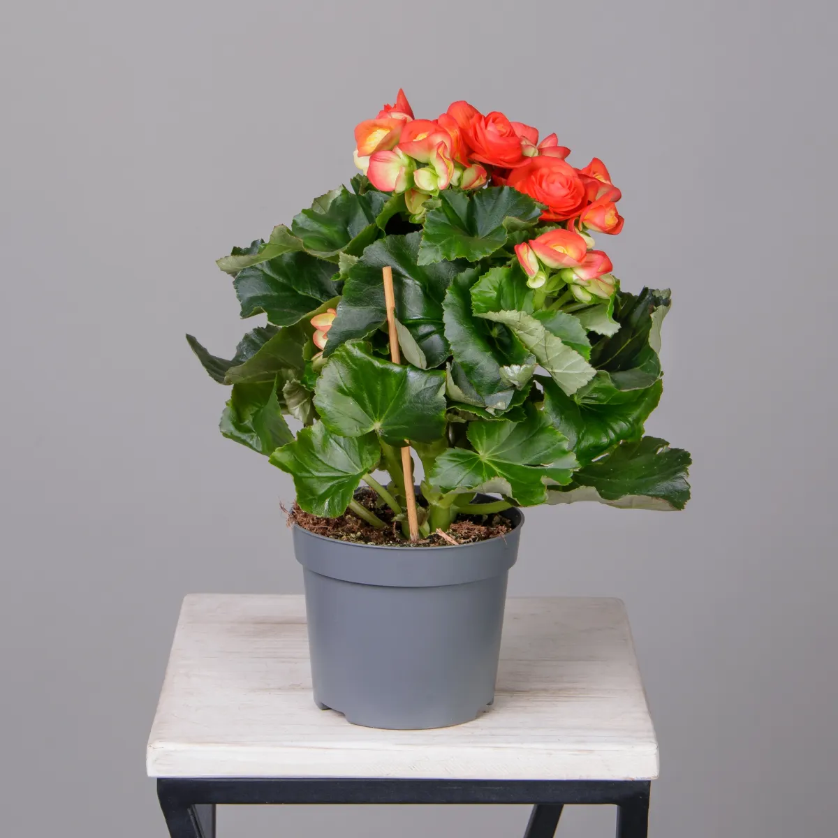 Бегония Элатиор Рейна (Оранжевая)_4