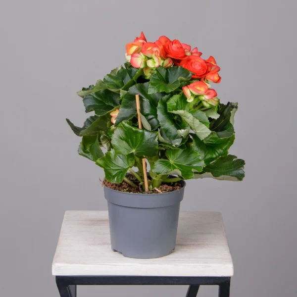 Бегония Элатиор Рейна (Оранжевая)_4