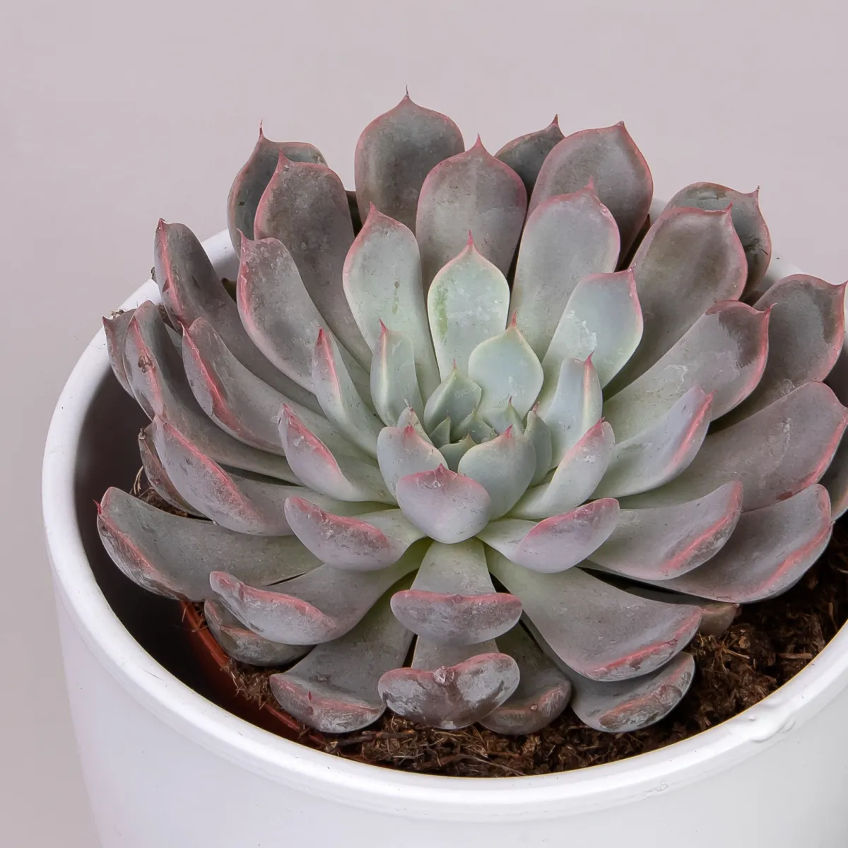 Эхеверия Росеа_3