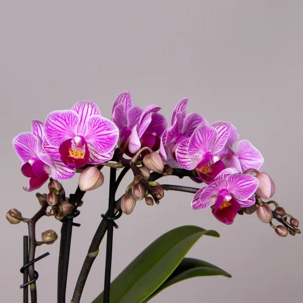 Фаленопсис Дэззлинг Дрим 3-4 ст_2