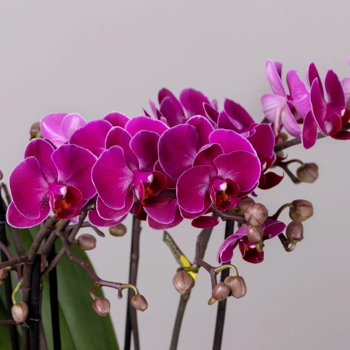 Фаленопсис Беллисимо Микс_3