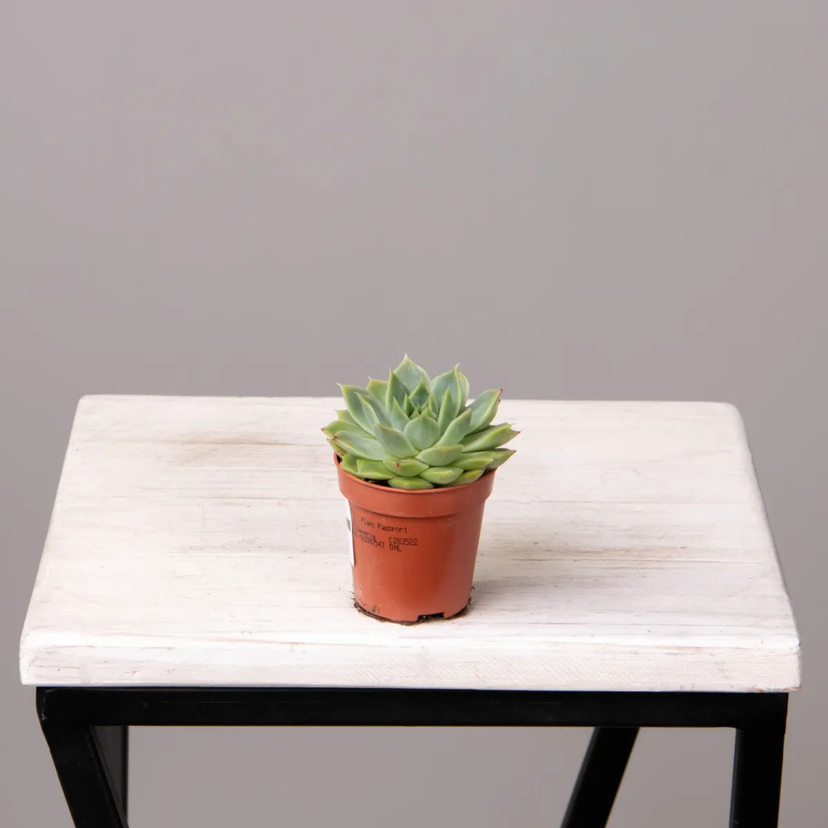 Эхеверия Агавоидес_4