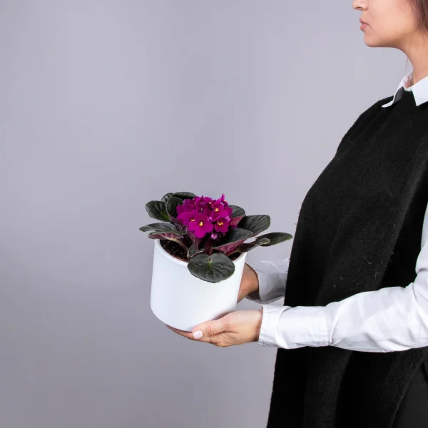 Фиалка Малиновая 1