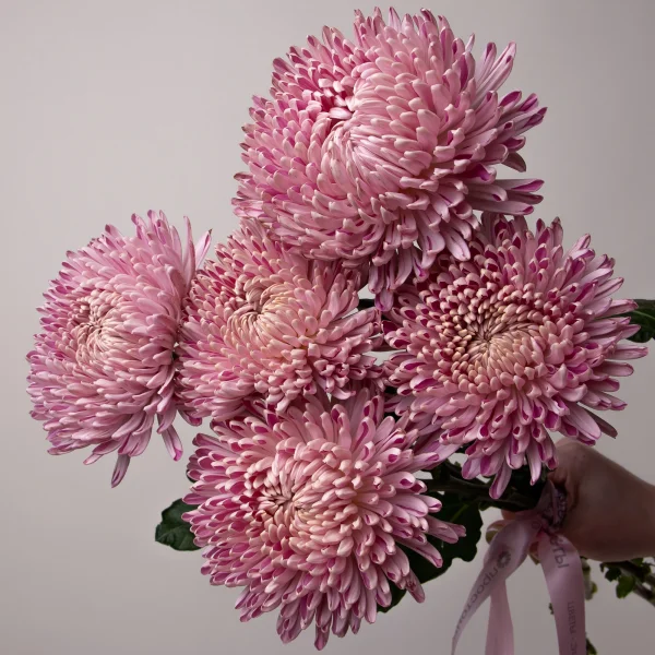 Букет Хризантема одноголовая "Кутюр"3