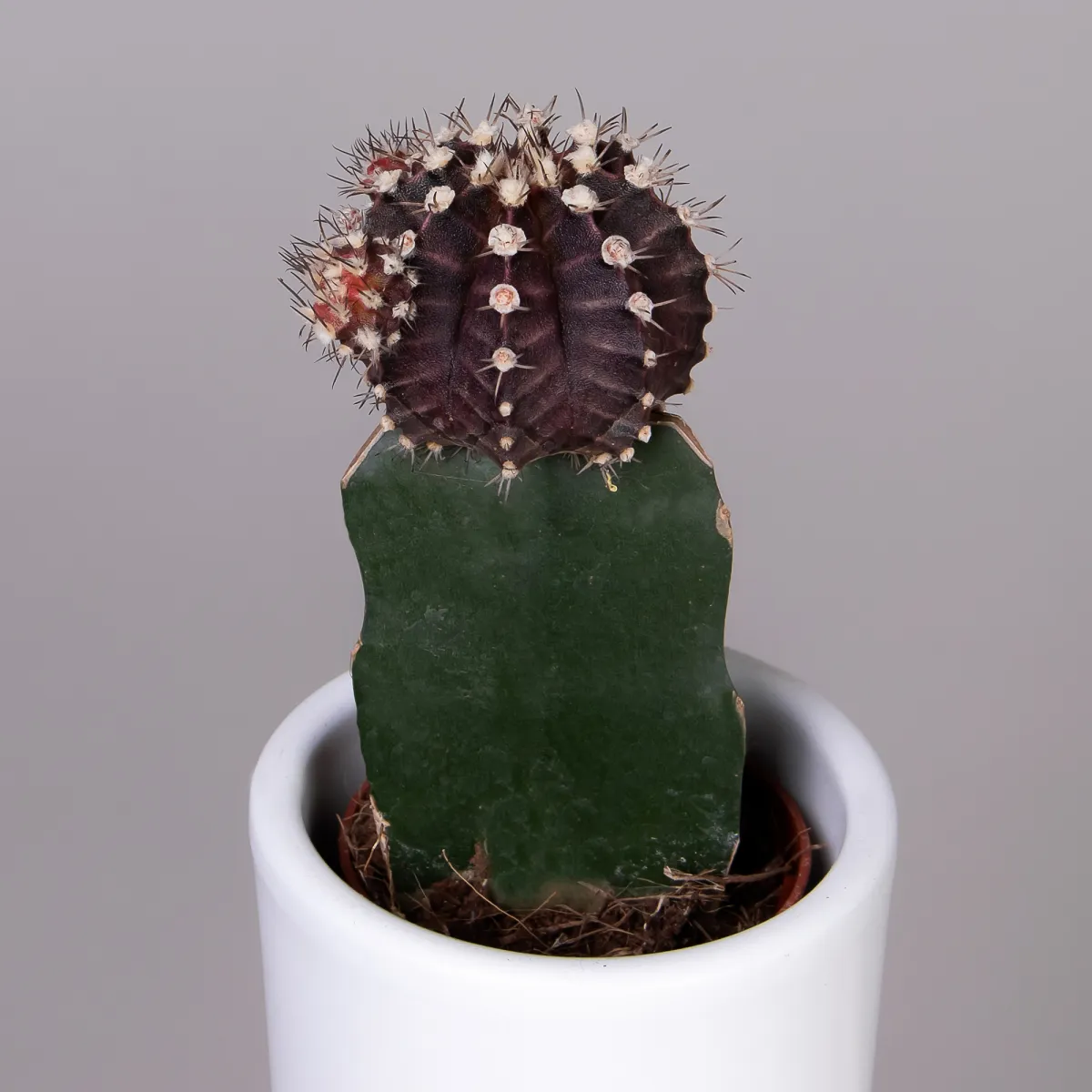 Гимнокалициум Бордовый_3