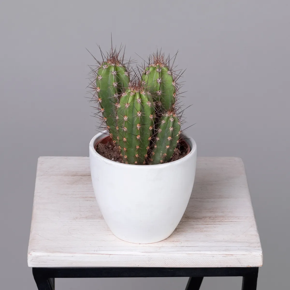 Кактус Неокарденасия Герцогиана_1